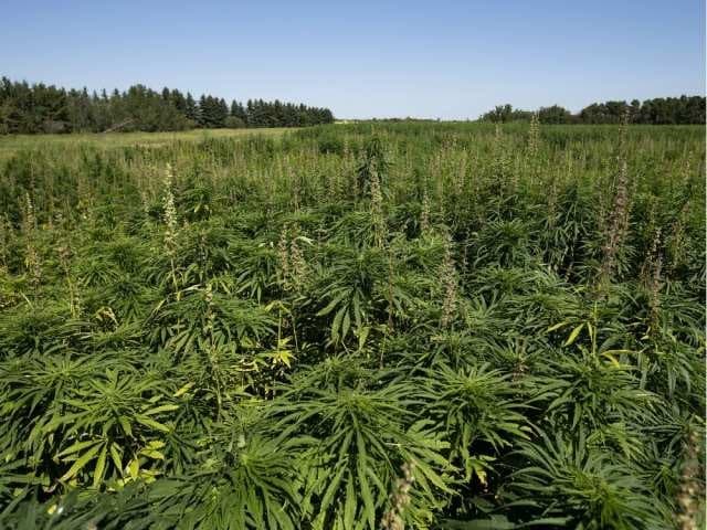 A field of cannabis plants in the middle of a field.