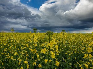 A field of yellow flowers under a stormy sky.