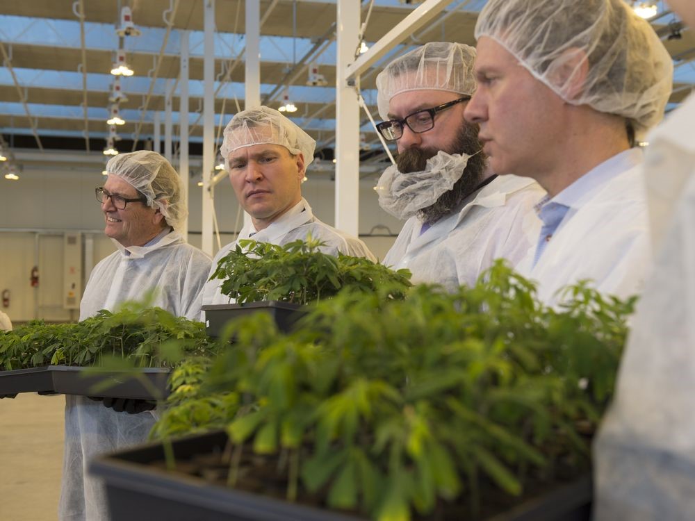 Aurora Cannabis gets licences for two outdoor growing facilities
