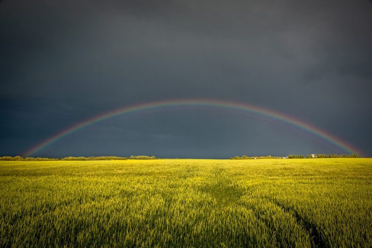A rainbow is seen over a field of wheat.