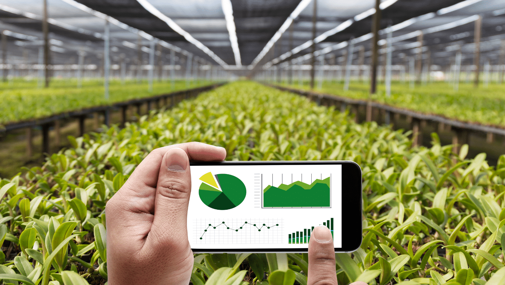 A person holding a smartphone with graphs on it in a greenhouse.