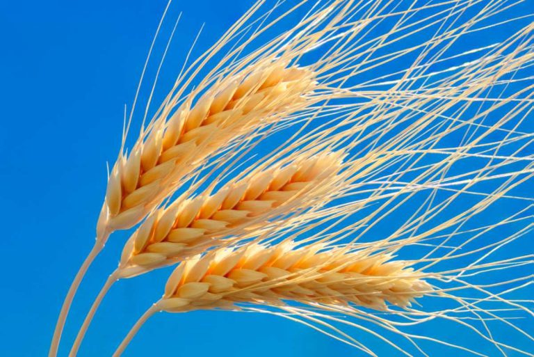 Three ears of wheat against a blue sky.